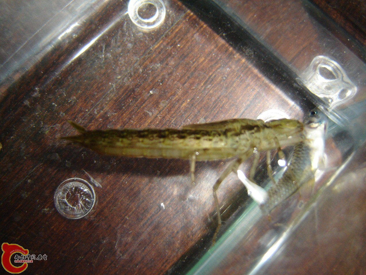 DSC01096.JPG