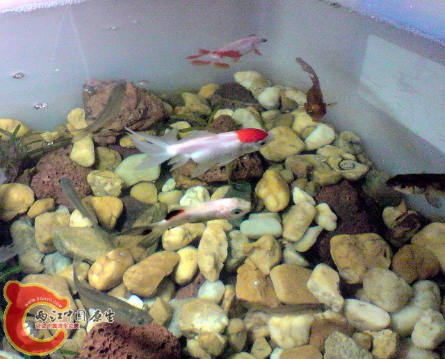 P300310_12.00.jpg