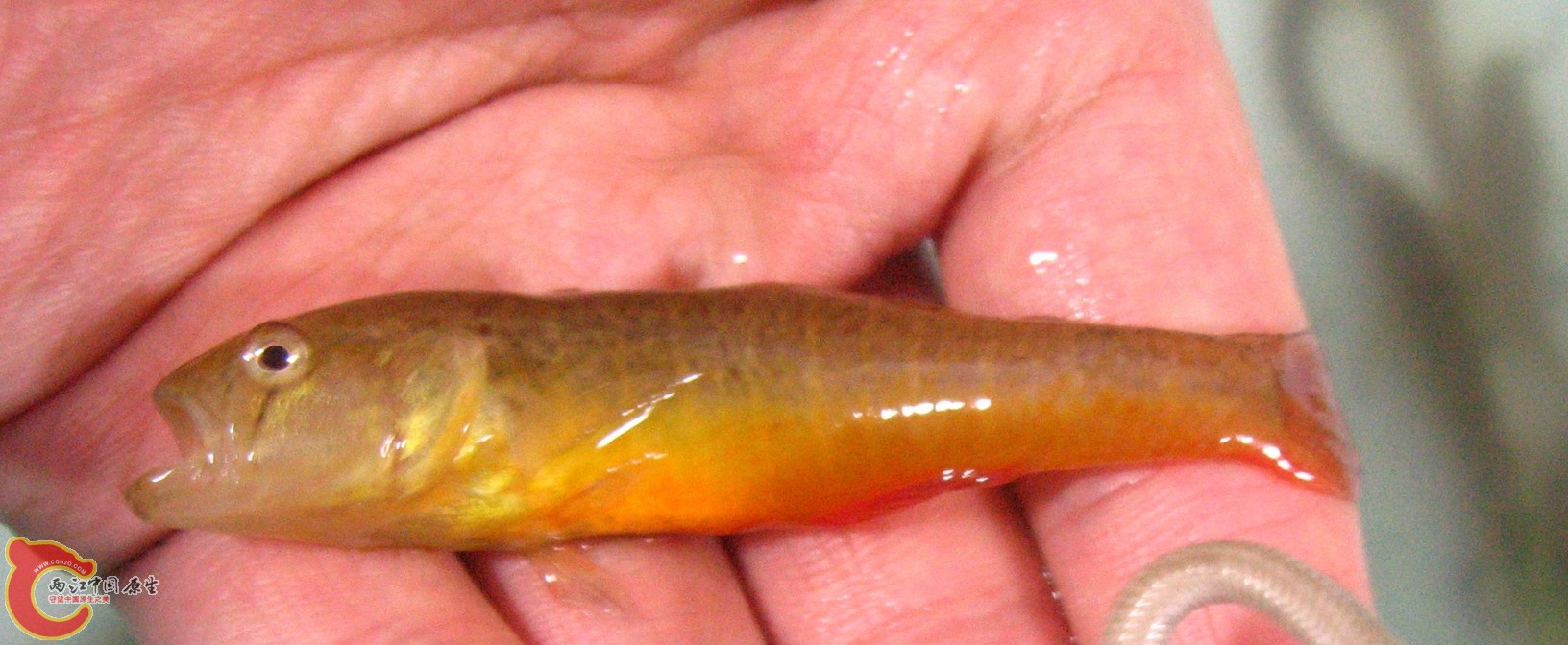 黄幼，挺丑一个品种，个大，还算红，也挺喜欢