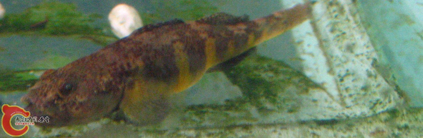 繁殖期母鱼，勉强看看