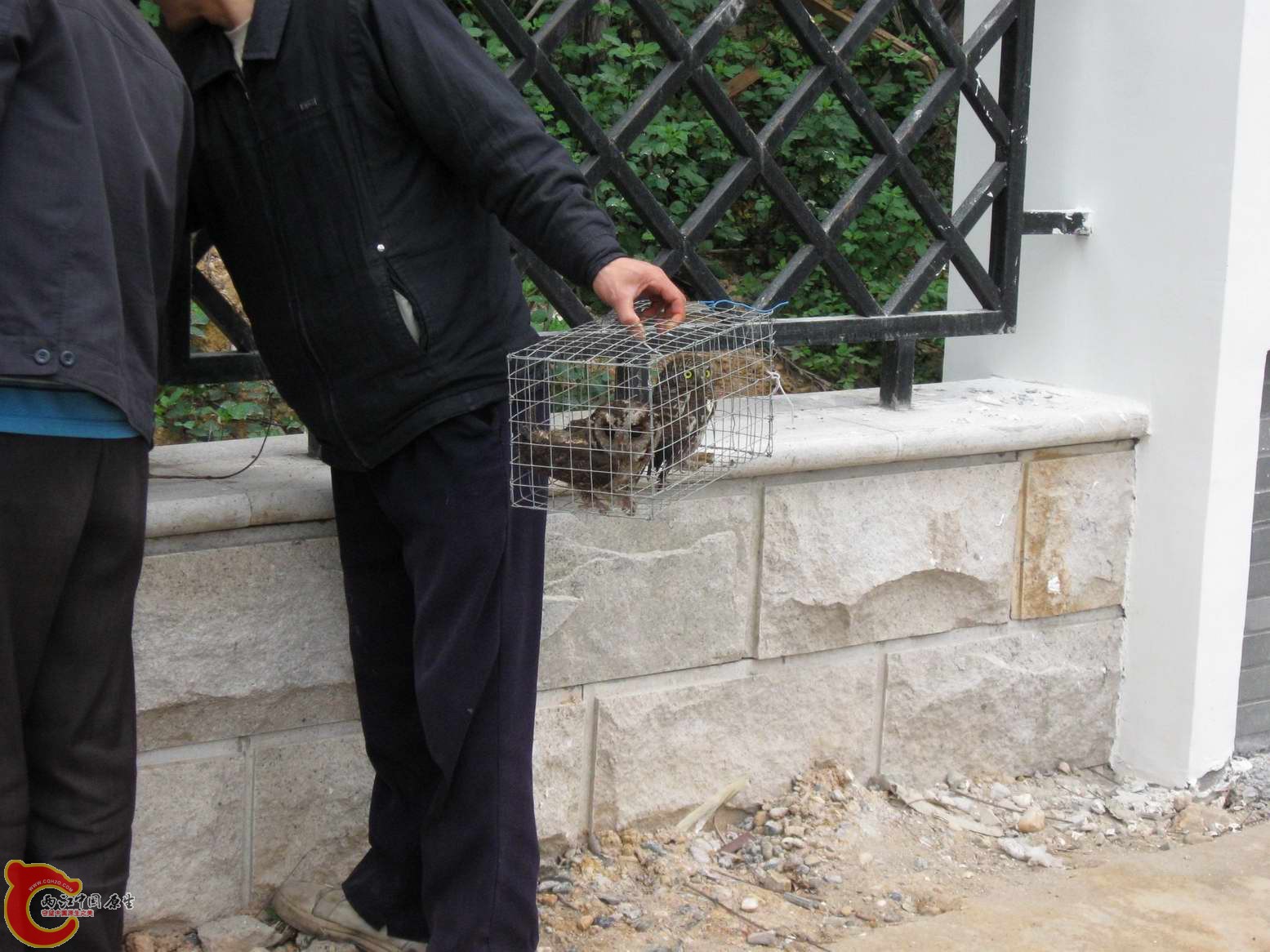 猫头鹰和某鸮?