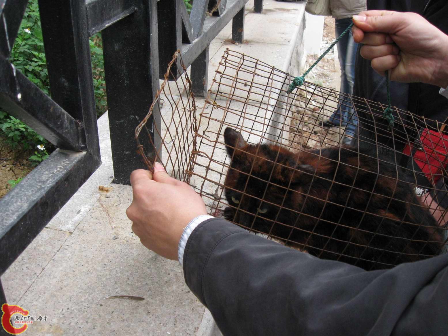 他被野生动物贩子骗了这是只染色猫