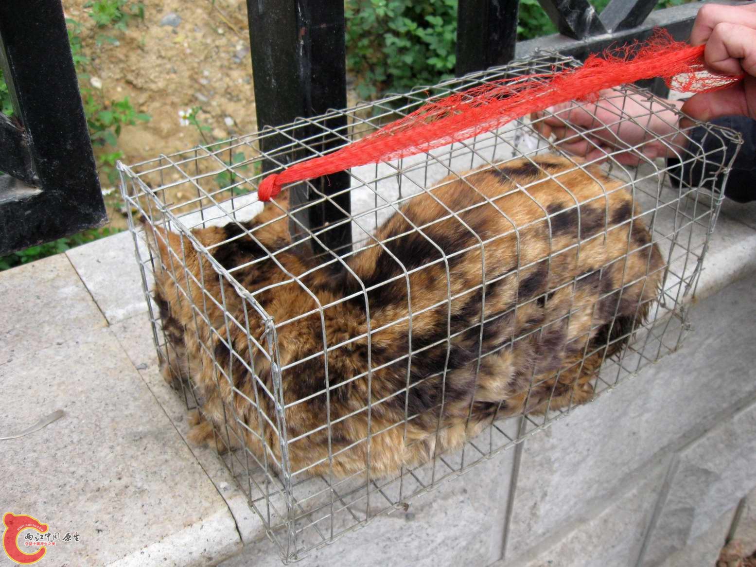 他被野生动物贩子骗了这是只染色猫