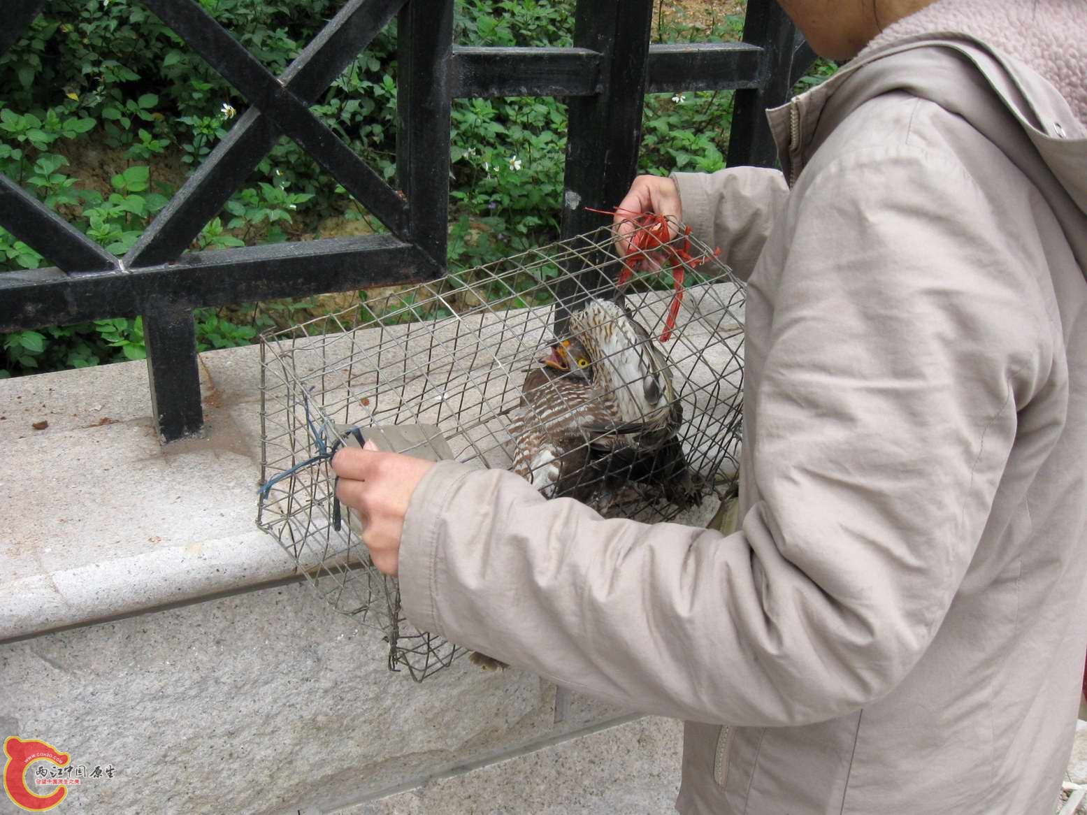 什么鹰?