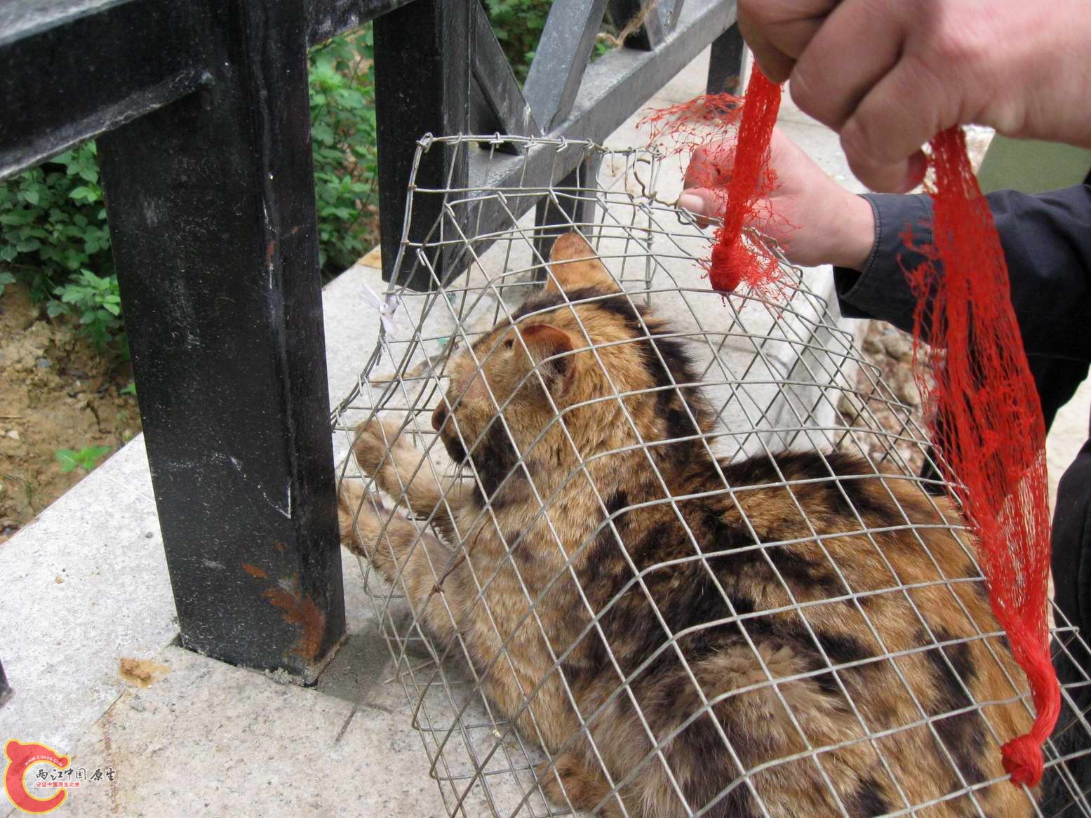 他被野生动物贩子骗了这是只染色猫