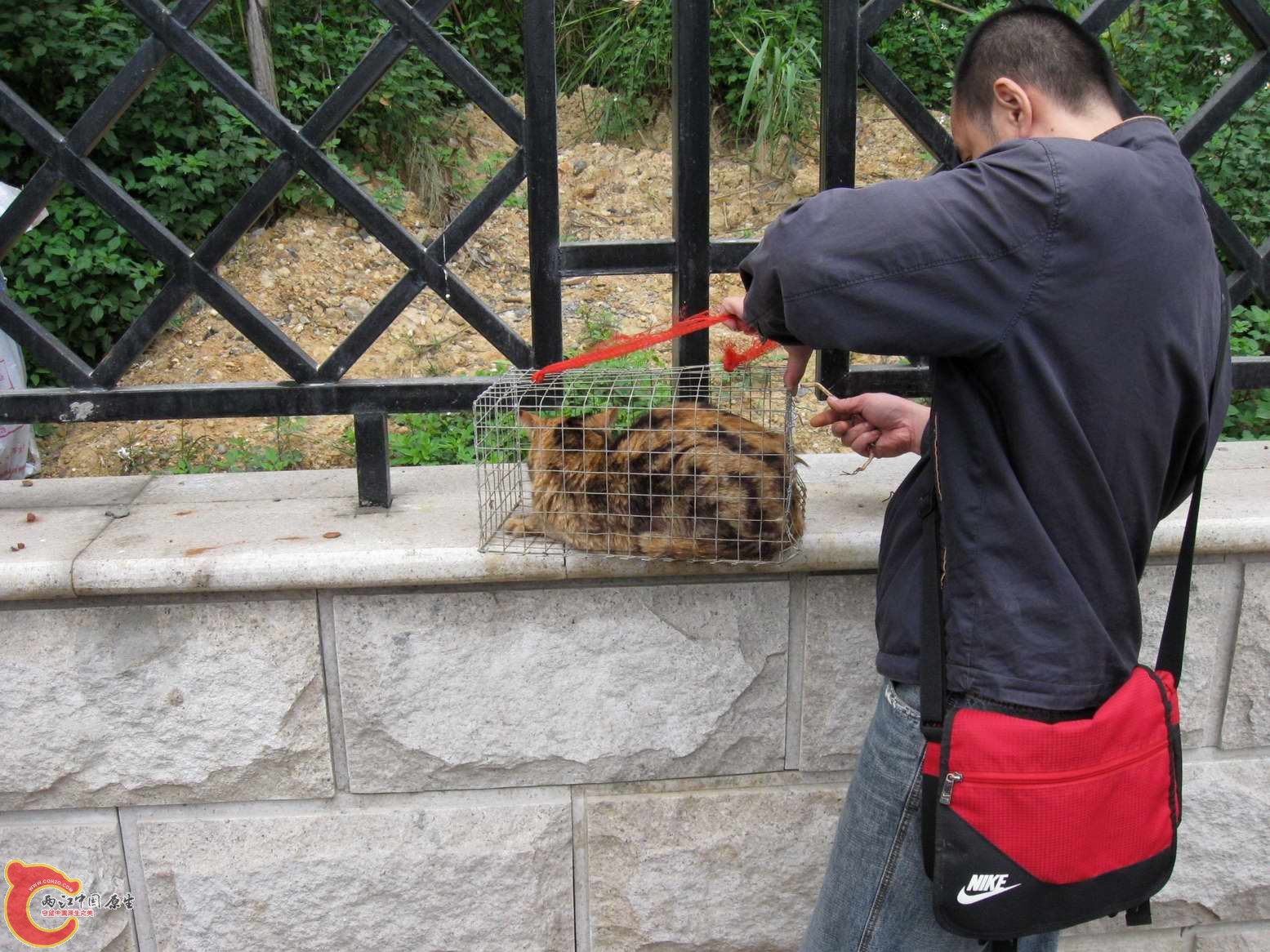 他被野生动物贩子骗了这是只染色猫