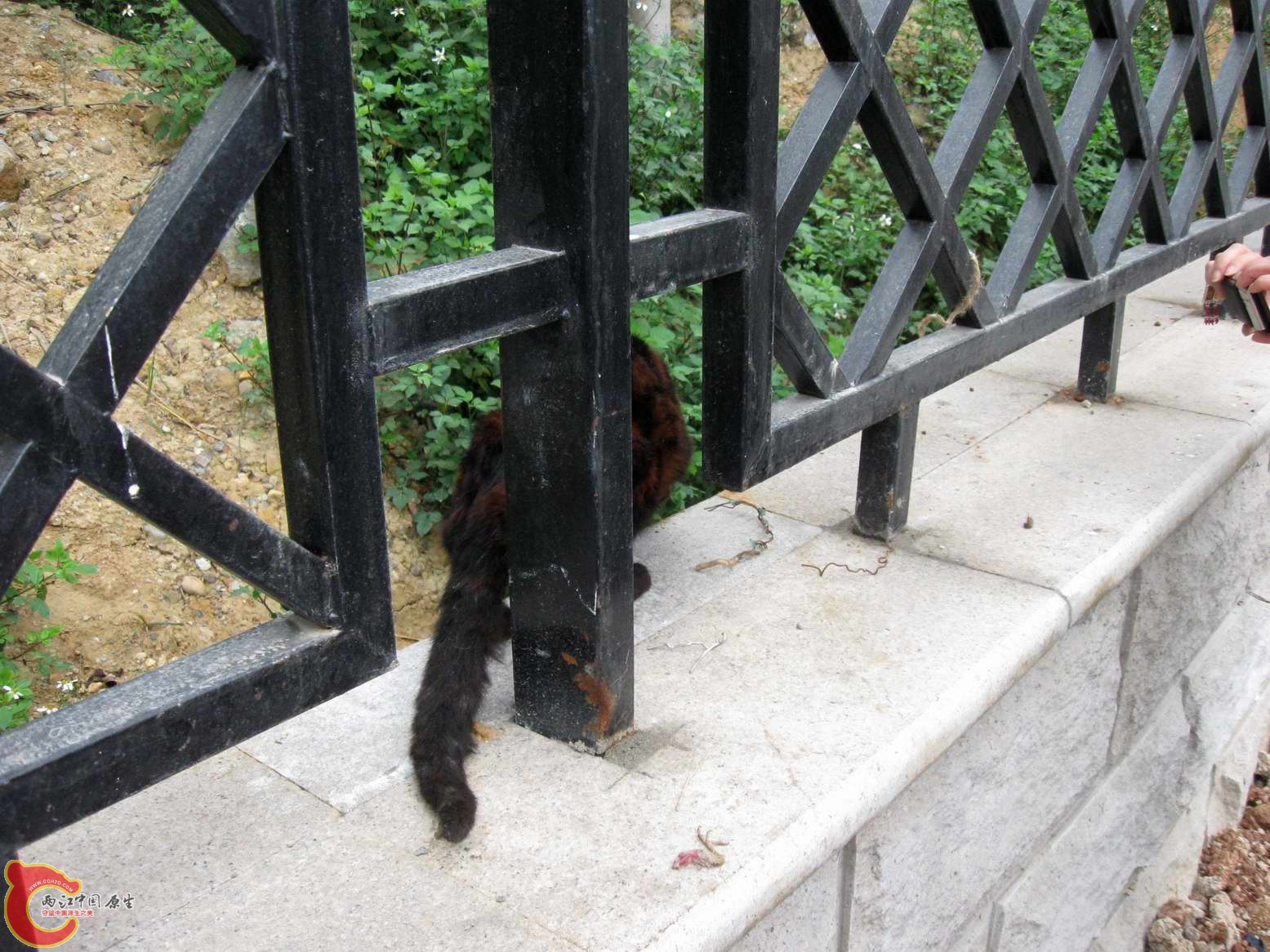 他被野生动物贩子骗了这是只染色猫
