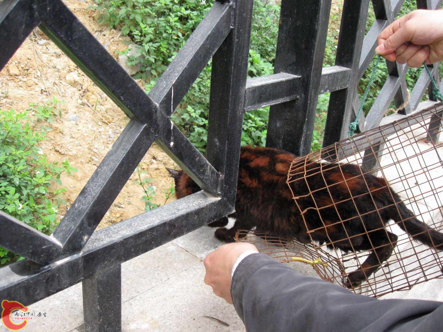 他被野生动物贩子骗了这是只染色猫
