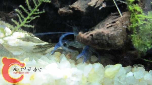 鳌虾，貌似刚抓到一条草虾。。