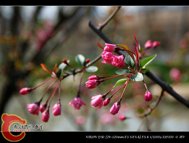 DSC_7104.jpg
