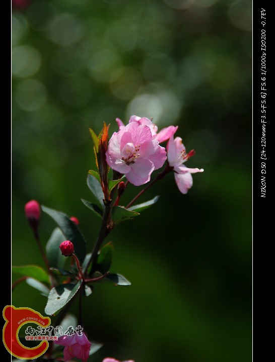 DSC_7101.jpg