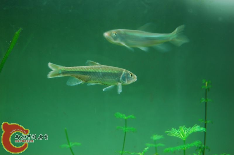 DSC_9263.JPG