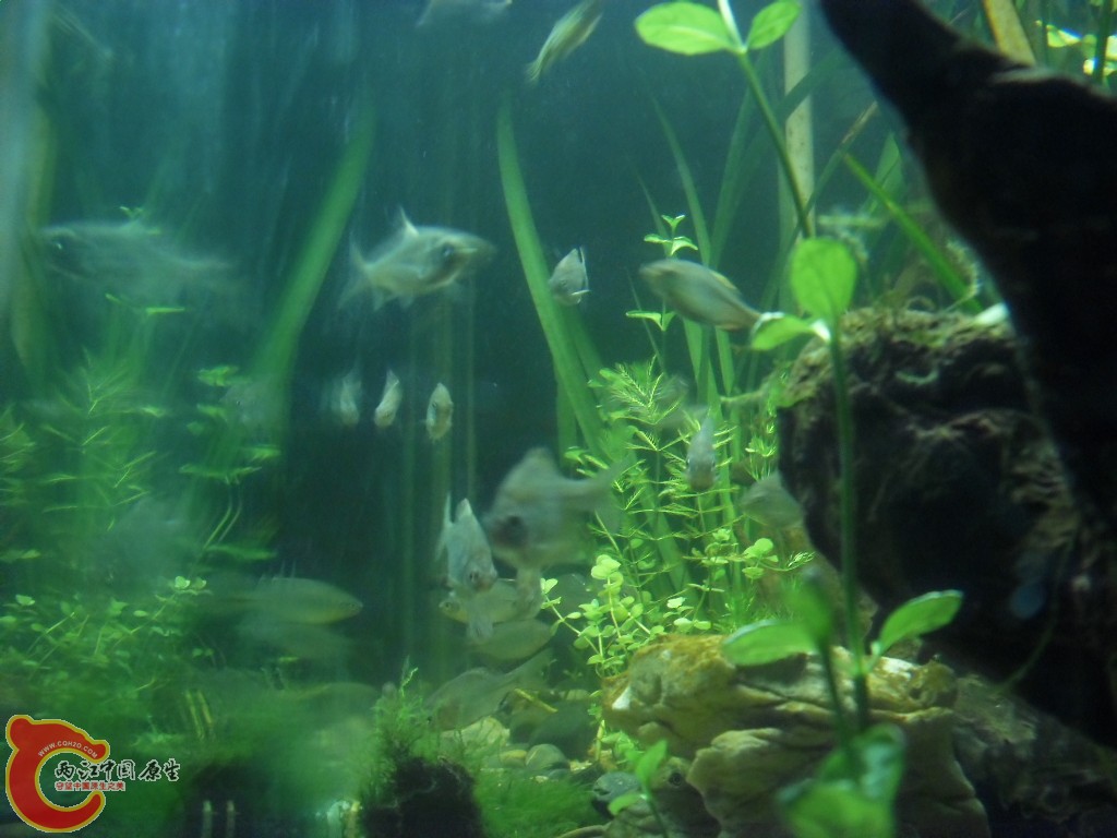 z紫薄鳅 (153).JPG