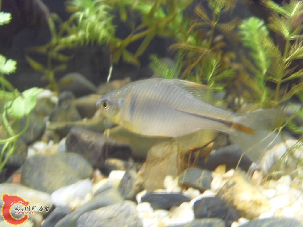 z紫薄鳅 (123).JPG