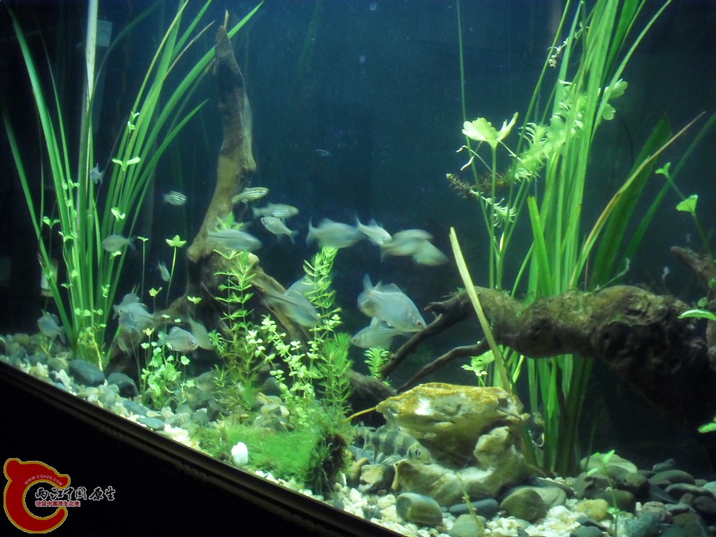 z紫薄鳅 (152).JPG