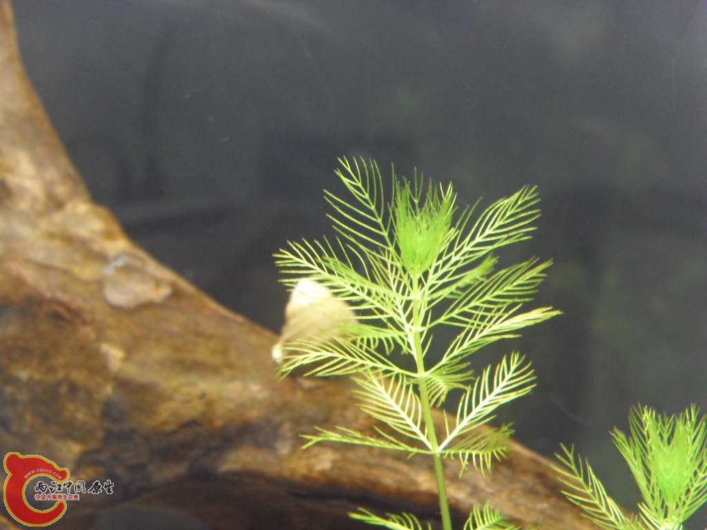 z紫薄鳅 (210).JPG