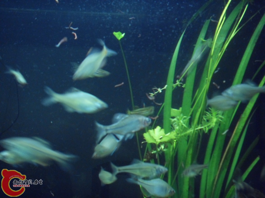 z紫薄鳅 (241).JPG