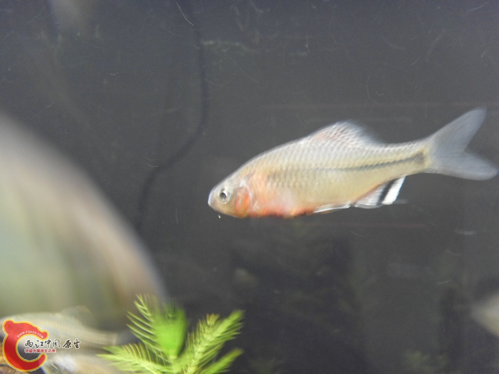 z紫薄鳅 (219).JPG