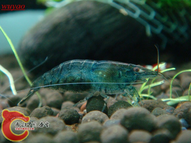 蓝