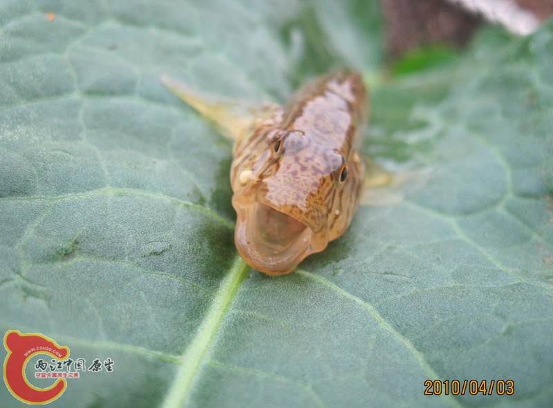 普栉暇虎