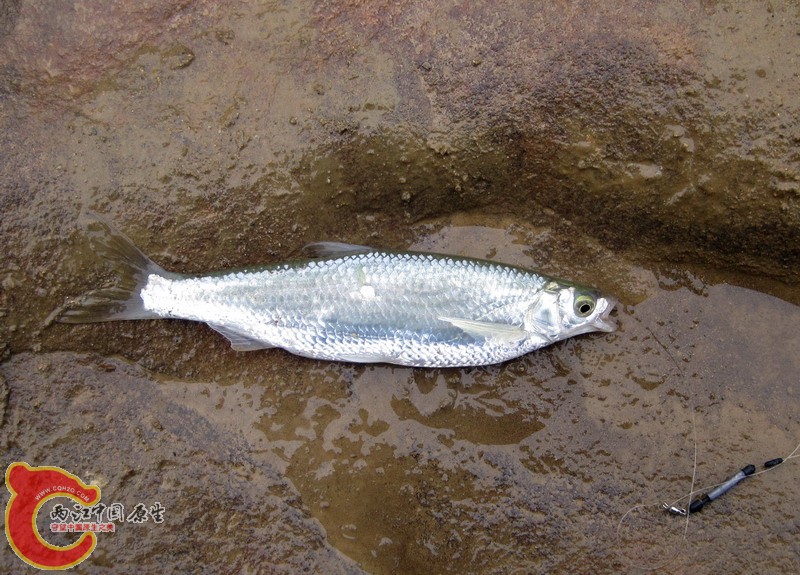 餐鲦