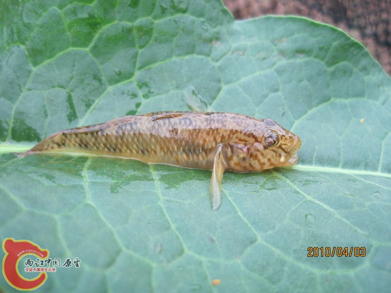 普栉暇虎
