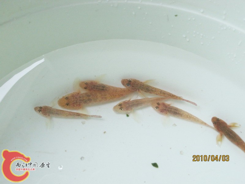 普栉暇虎