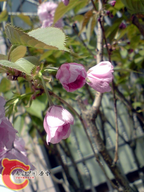 P050410_12.59.jpg