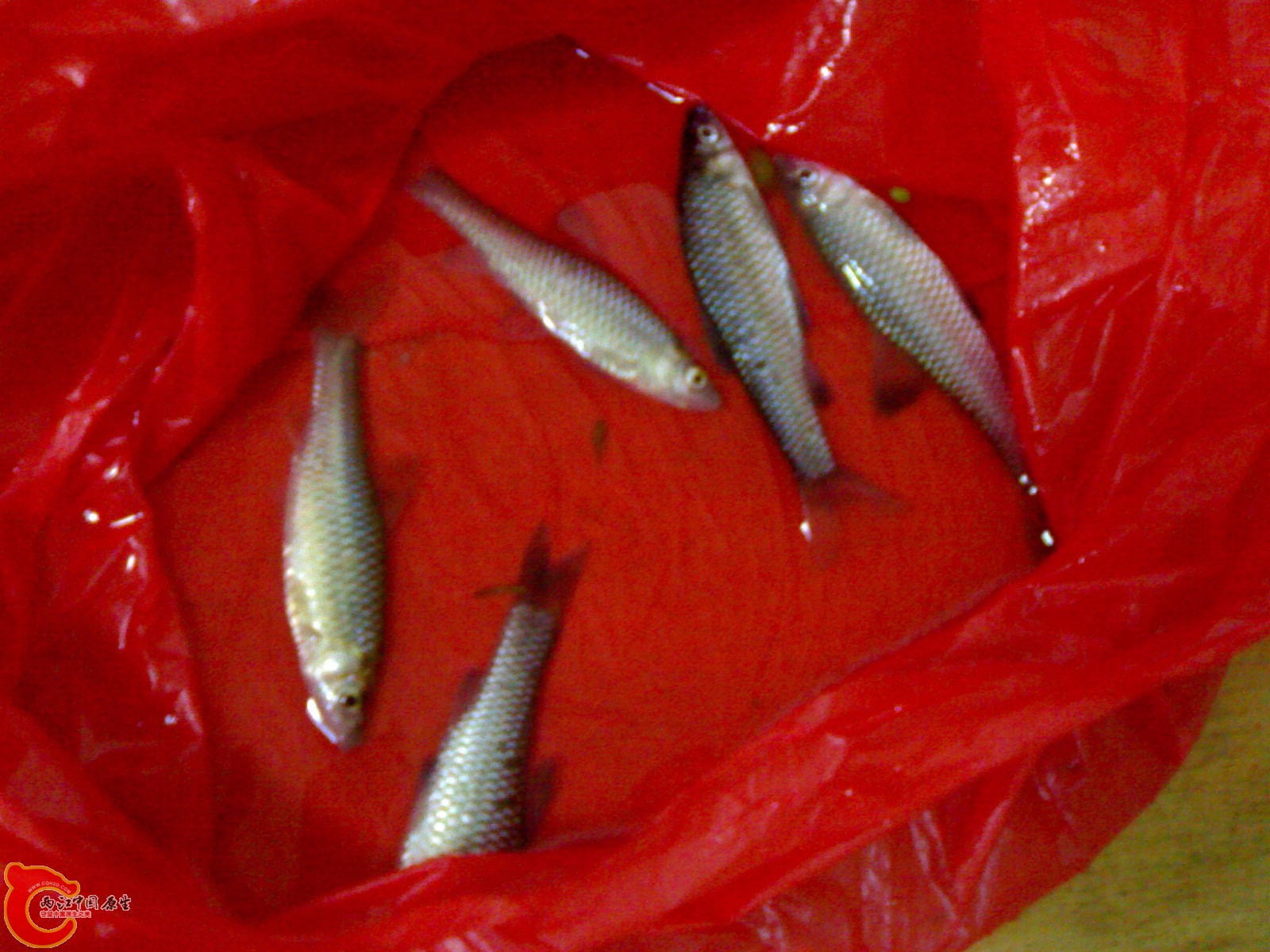 20100404209.jpg