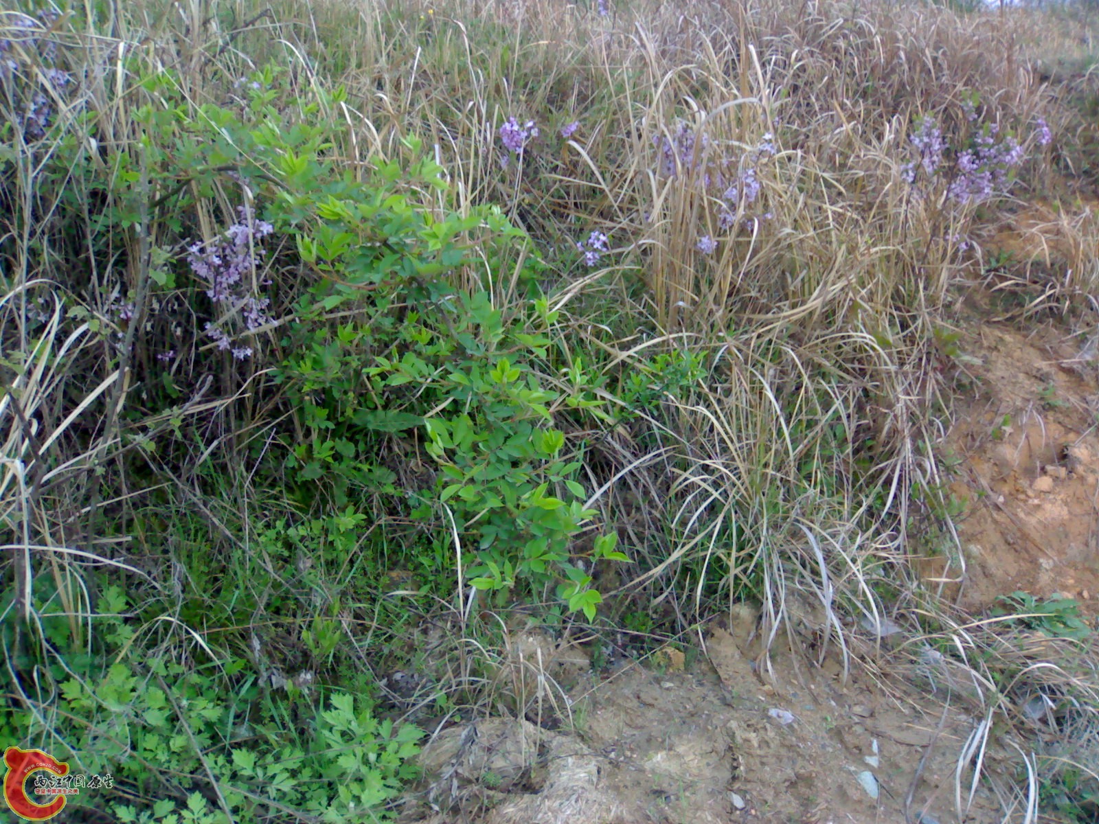 20100404139.jpg