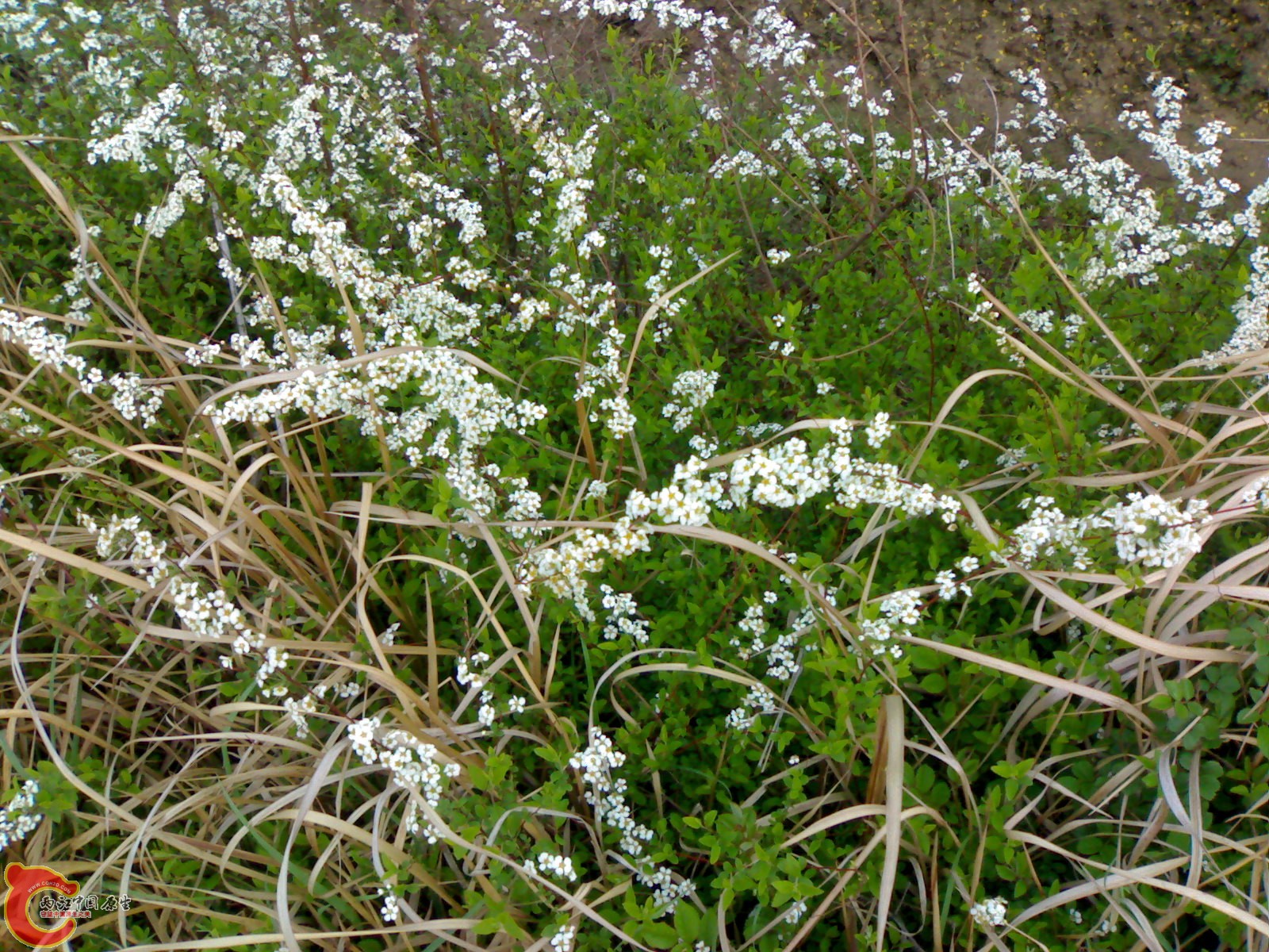 20100404144.jpg