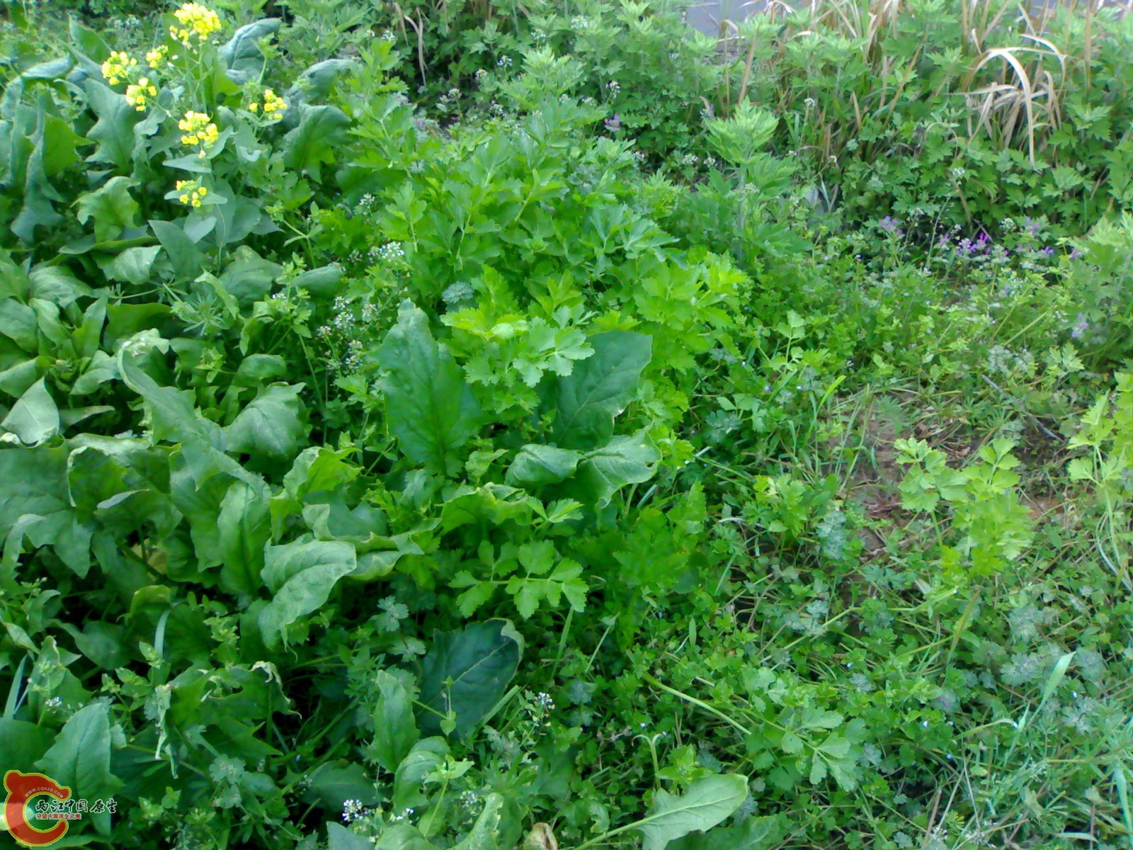 20100404147.jpg