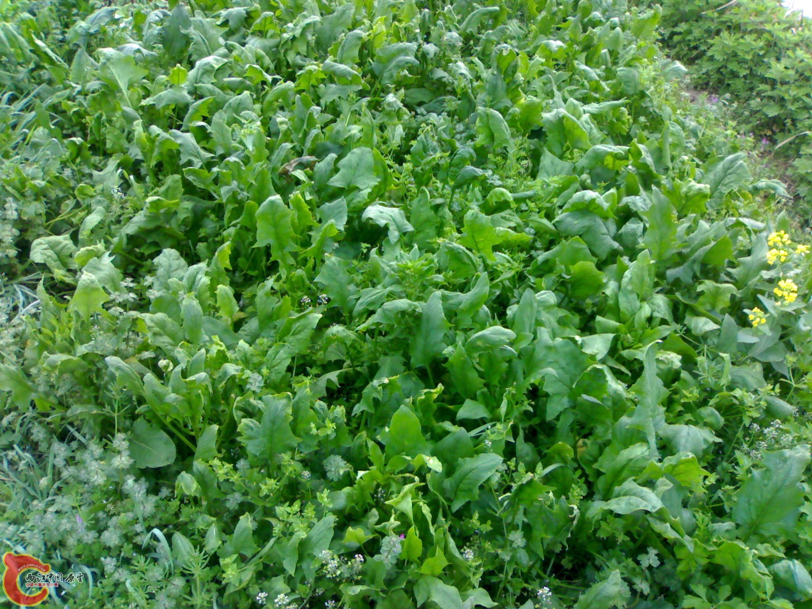 20100404145.jpg