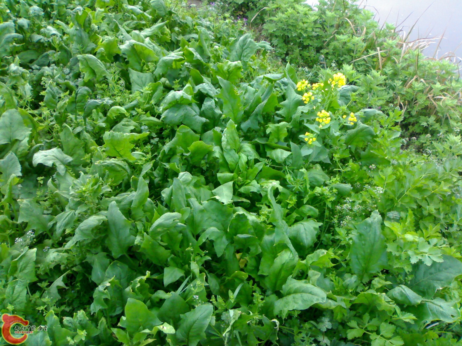 20100404146.jpg