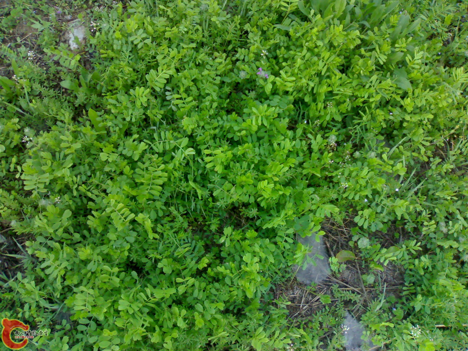 20100404148.jpg