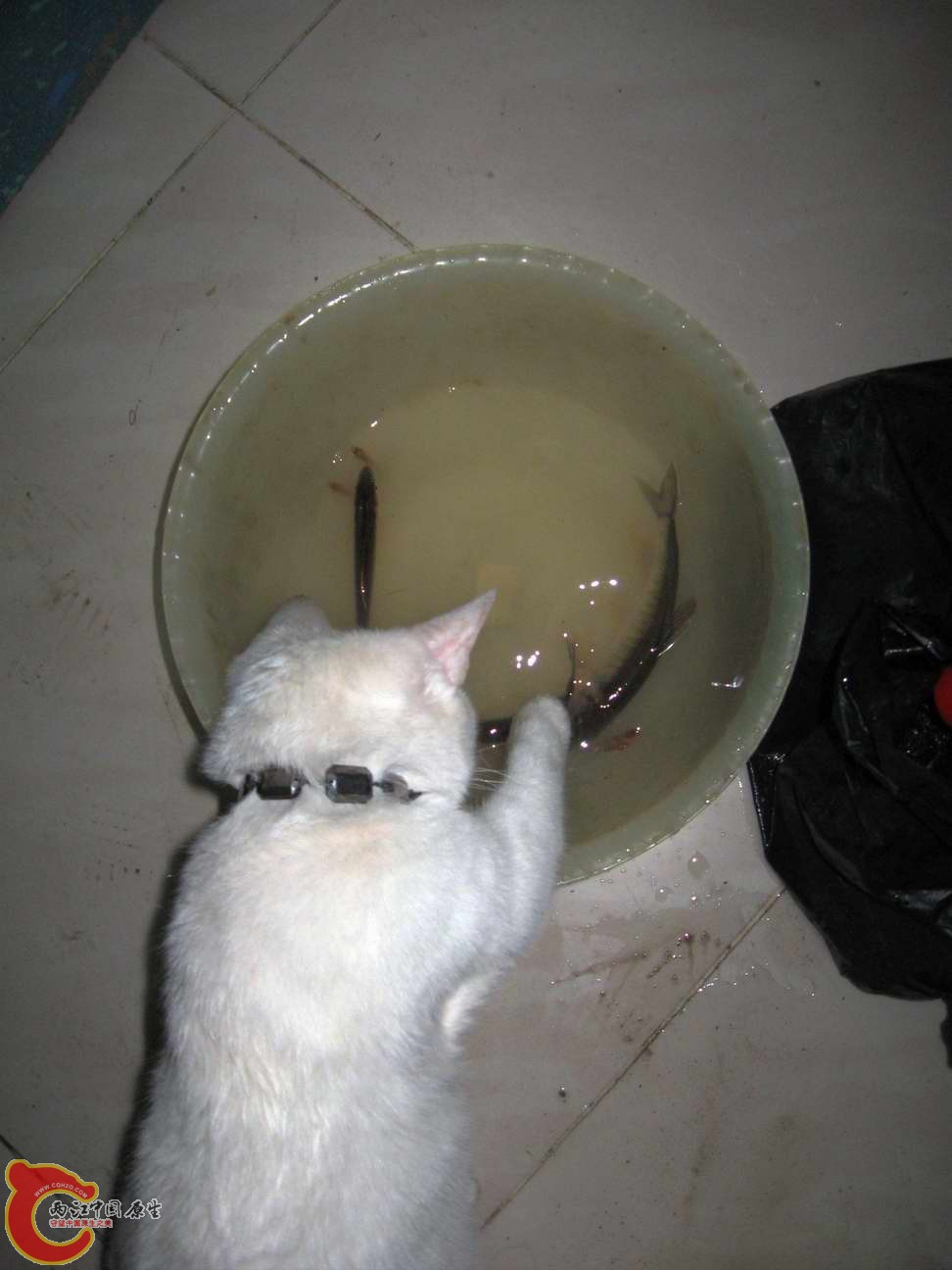 为食多事猫