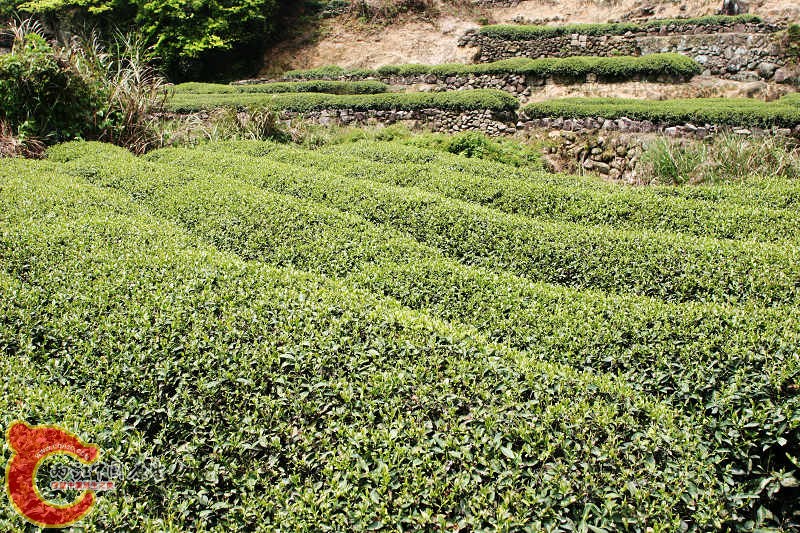 茶树