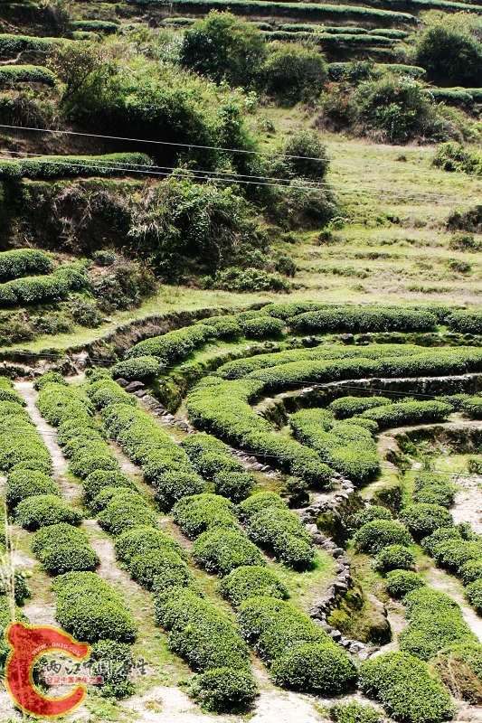 茶园