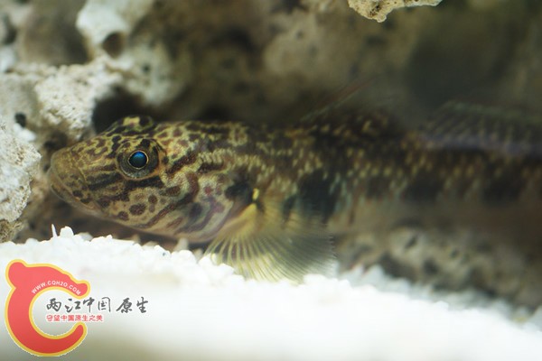 躲在珊瑚里的虾虎