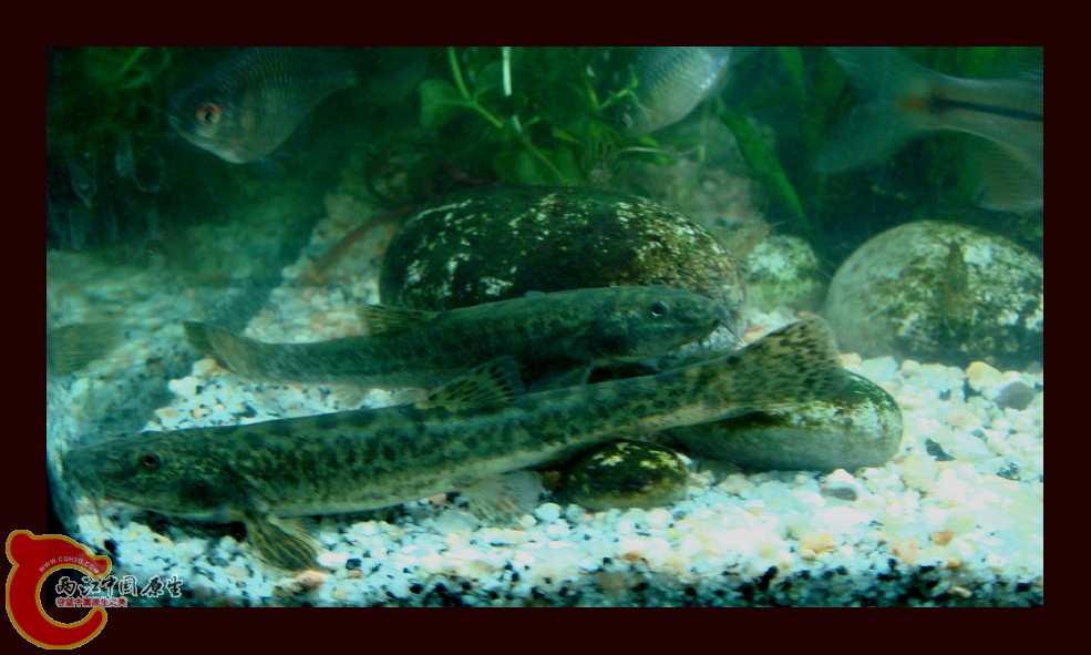 DSC01132.jpg DSC01132.jpg