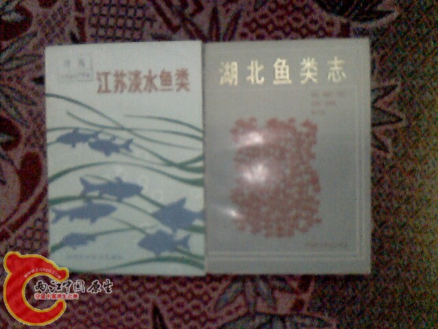 IMG0019A.jpg