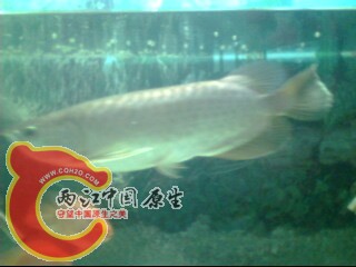 IMG0073A.jpg