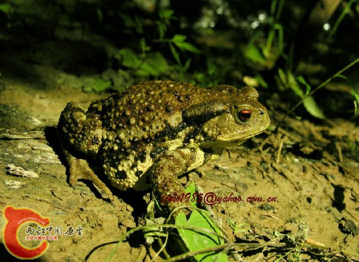 中华蟾蜍指名亚种 Bufo gargarizans gargarizans Cantor,1842.jpg