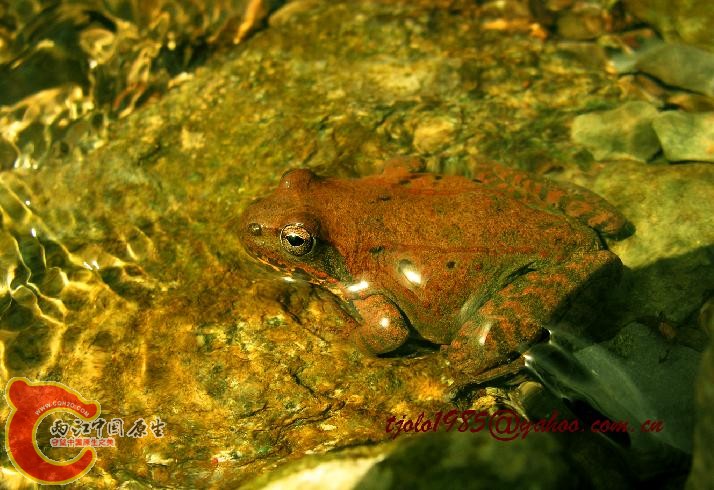 中国林蛙 Rana chensinensis David, 1875.jpg