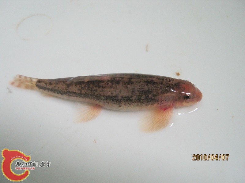 纵纹原缨口鳅　.jpg