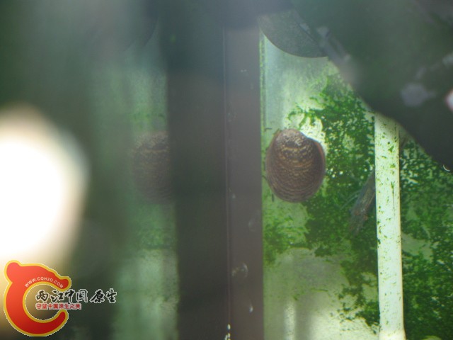 笠螺（除藻高手）