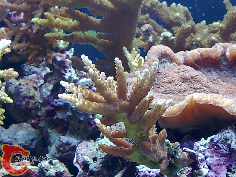 西沙的一个品种