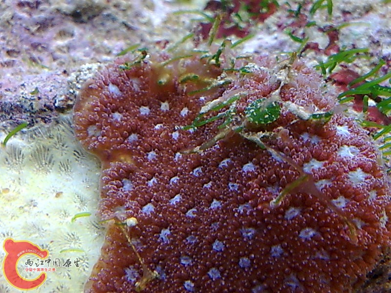 北海原生的一个品种