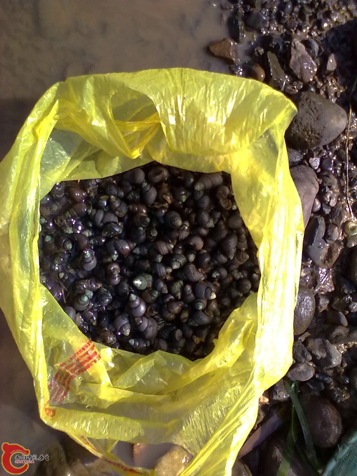 在苦草里刮了两斤多石螺回来弄炒螺改善生活~