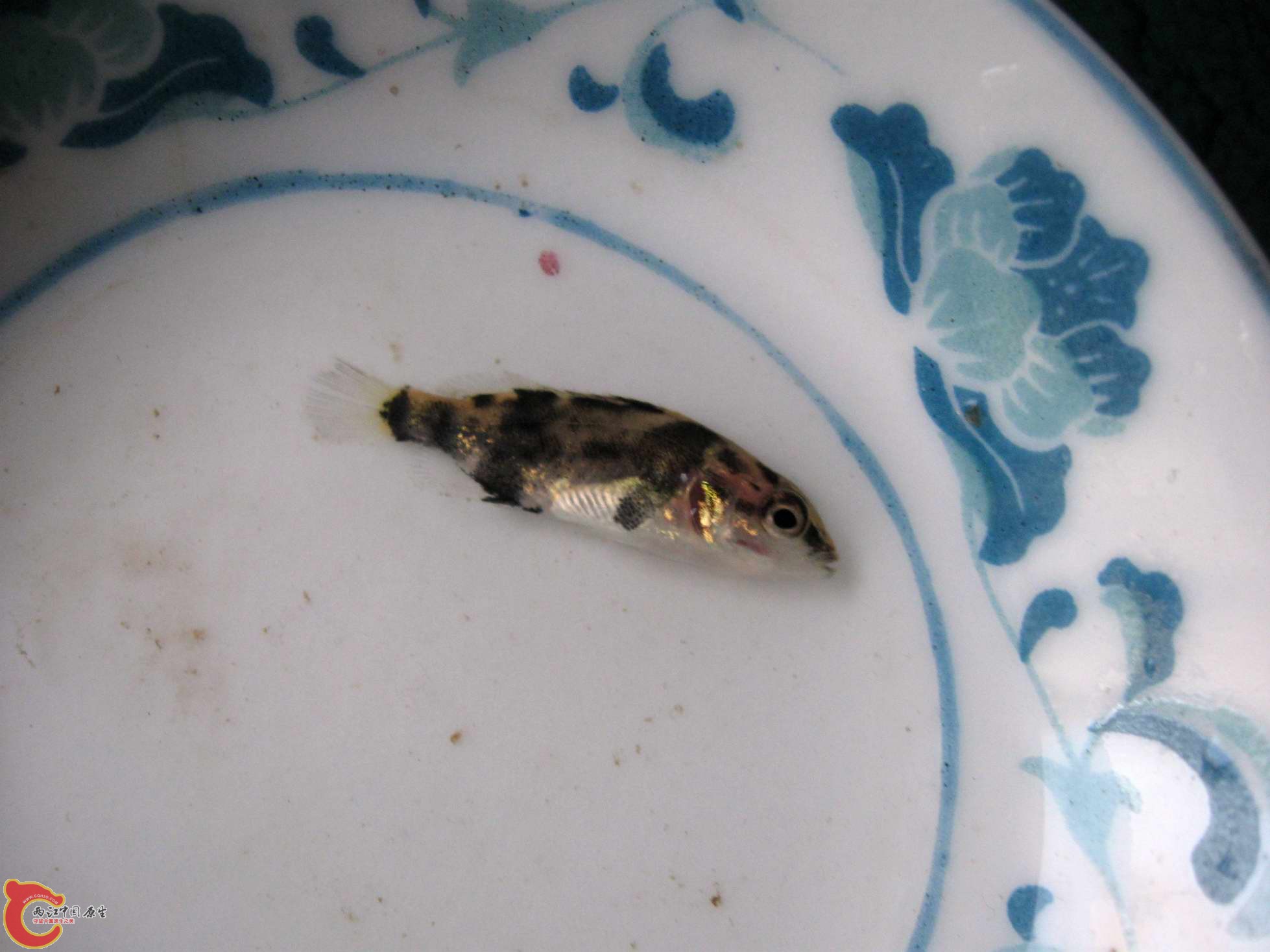 河里苦草堆里刮到的白头鳜苗~